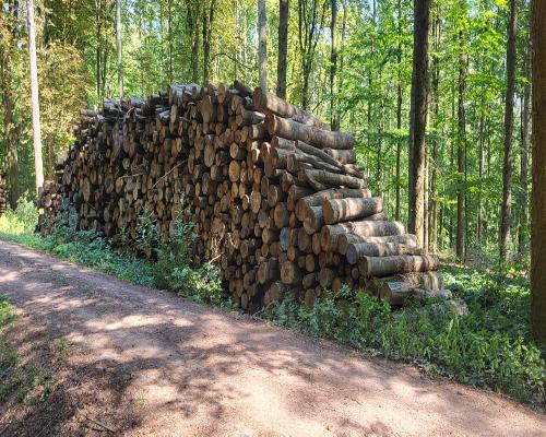 Baumabschnitte – Schüttraummeter Brennholz zum Selbstspalten kaufen