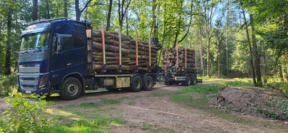 Baumabschnitte – Schüttraummeter Brennholz zum Selbstspalten kaufen